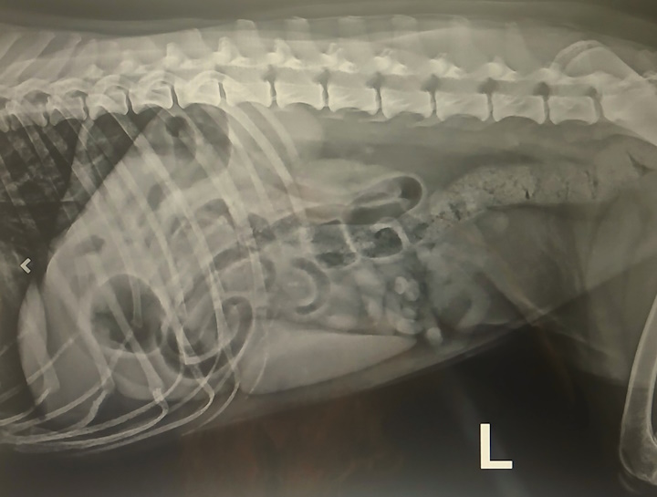 Pet Digital Radiology